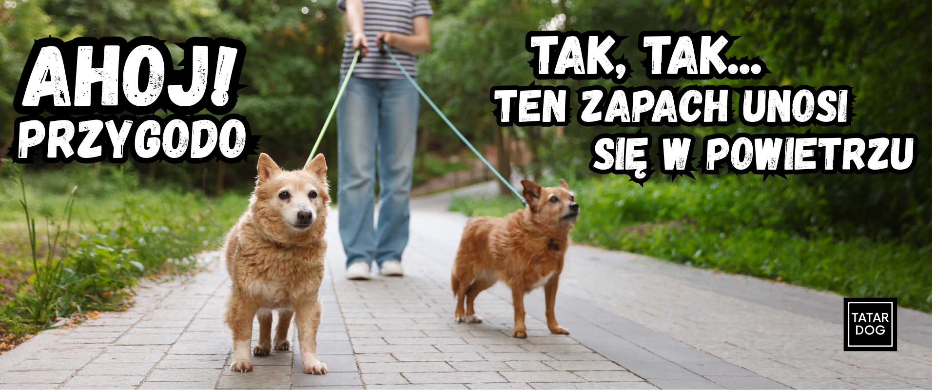 wiosenne spacery z psem - jak się przygotować